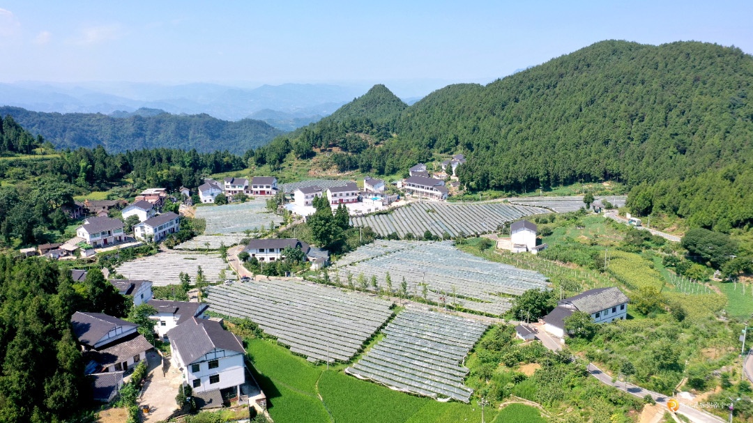 路通百业兴贵州习水新光村“葡”写致富经