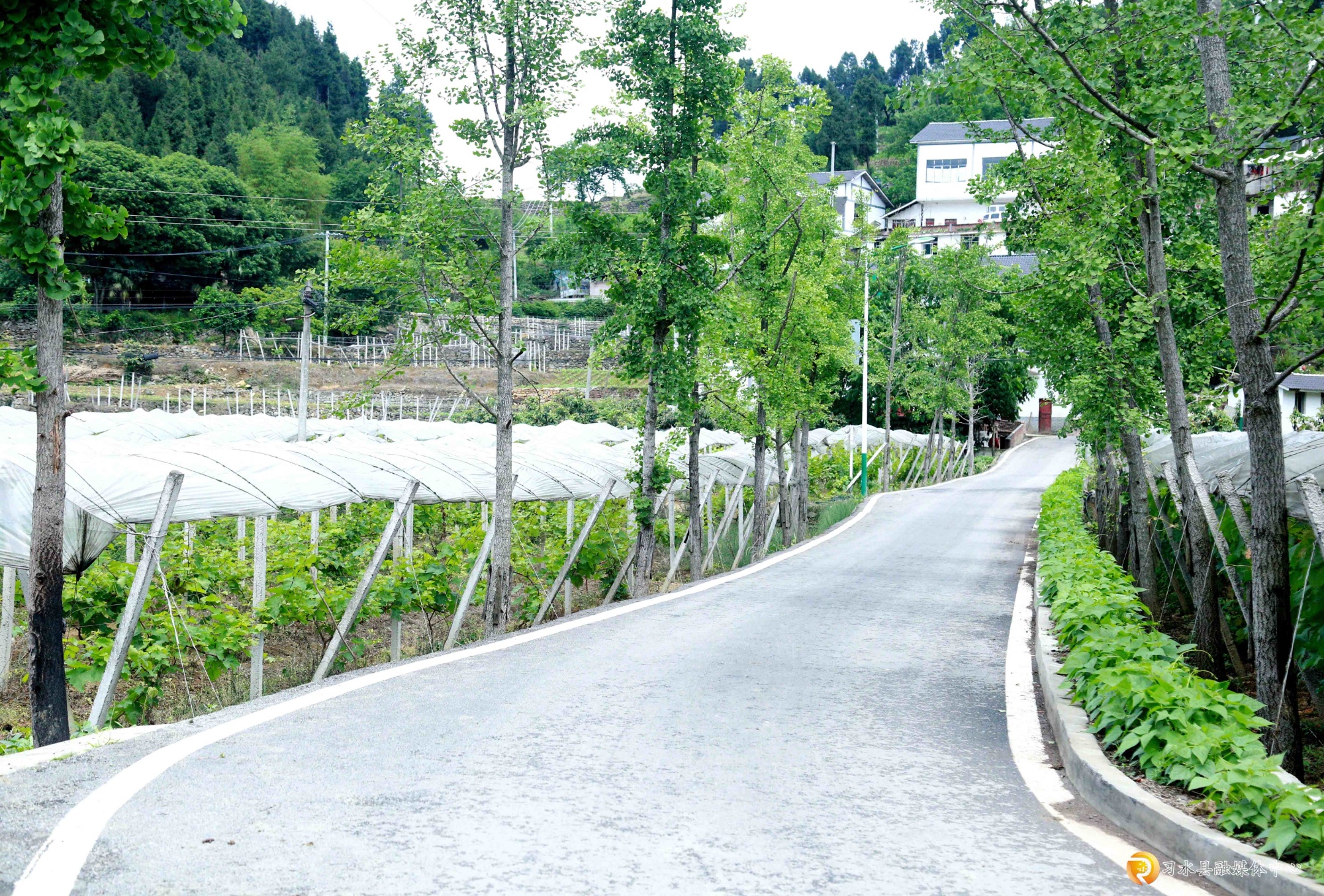 路通百业兴贵州习水新光村“葡”写致富经(图2)