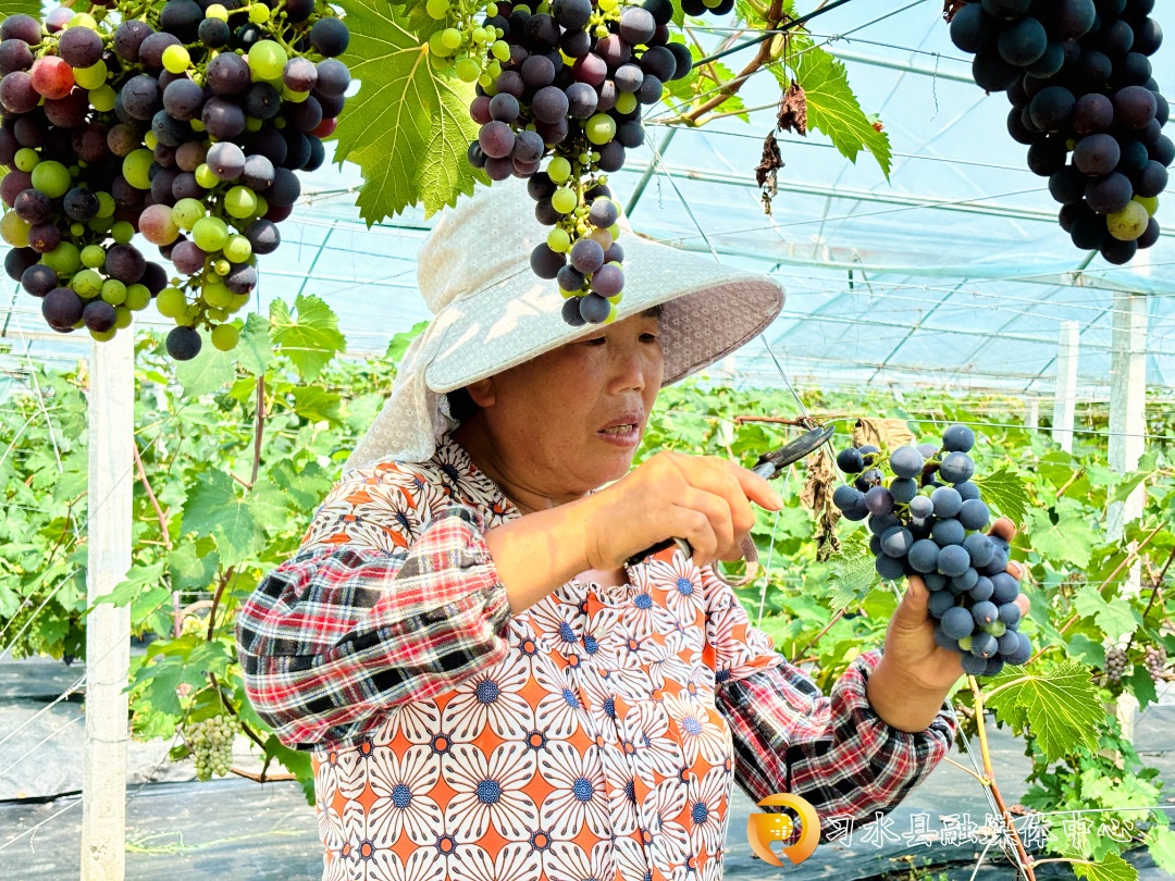 路通百业兴贵州习水新光村“葡”写致富经(图4)