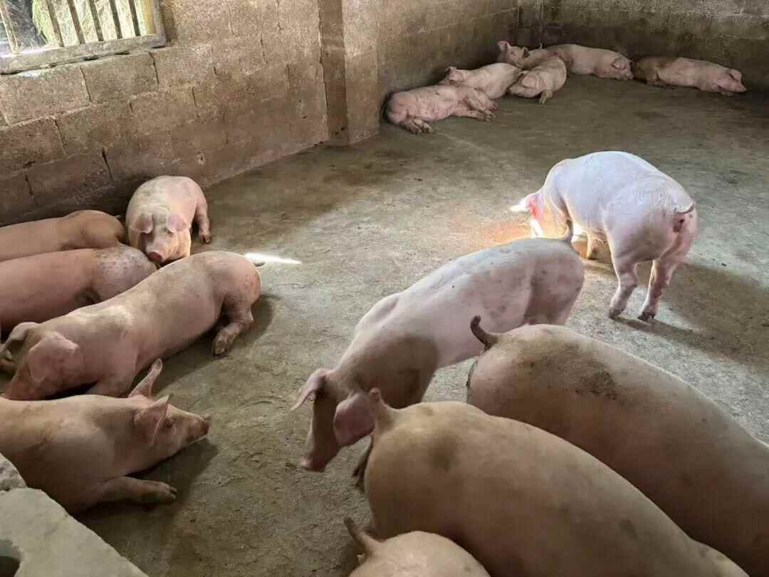 95后养猪人放DJ音乐给猪听当事人：花了3000元买设备生猪听了变得更活泼(图2)