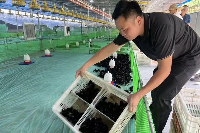 温氏股份：以产业赋能绘就“百千万工程”共富图景(图2)