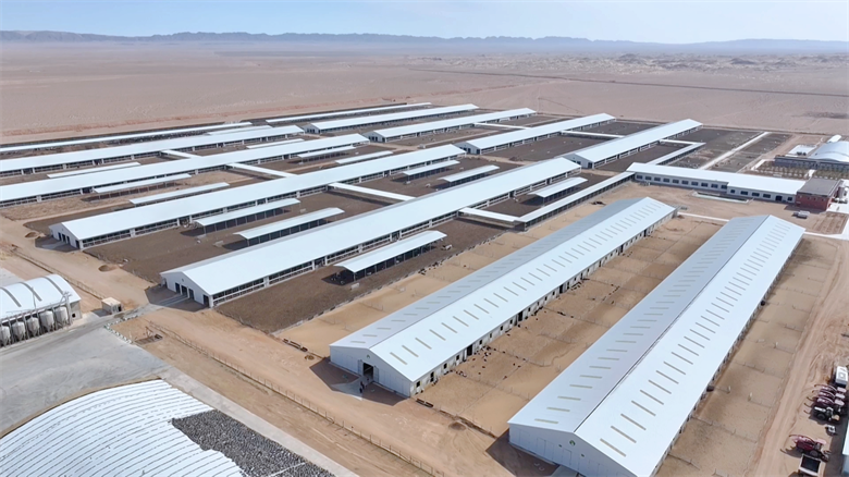 凯发国际【乡村行·看振兴】高台：牛业“链”上发力打造集群发展新图景