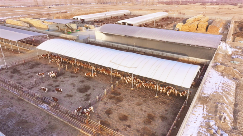 凯发国际【乡村行·看振兴】高台：牛业“链”上发力打造集群发展新图景(图2)