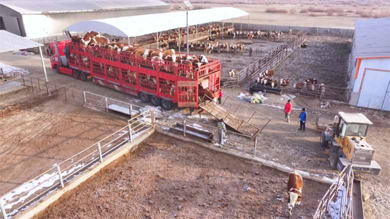 凯发国际【乡村行·看振兴】高台：牛业“链”上发力打造集群发展新图景(图3)