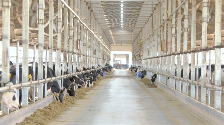 凯发国际【乡村行·看振兴】高台：牛业“链”上发力打造集群发展新图景(图4)