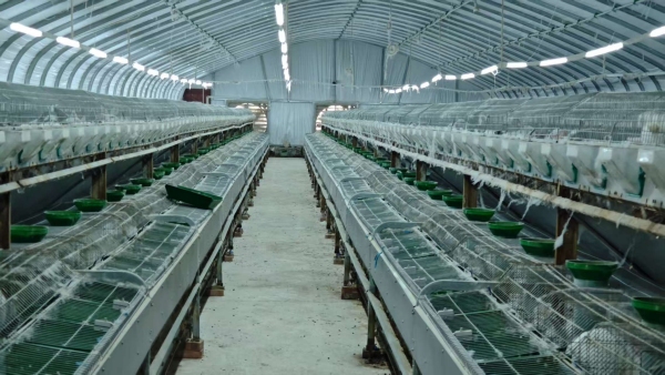 奉节：精准赋能肉兔产业三峡库区跑出畜牧高质量发展加速度