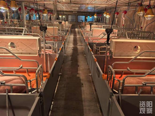 怀孕二师兄入栏过上精致的猪猪生活雁江区现代化种猪场正式投用