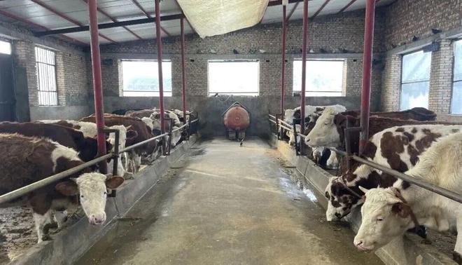 巩留特色养殖助力产业兴旺绘就增收美好图景(图3)