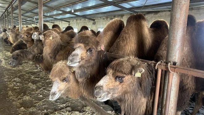 巩留特色养殖助力产业兴旺绘就增收美好图景(图2)