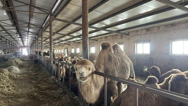 巩留特色养殖助力产业兴旺绘就增收美好图景