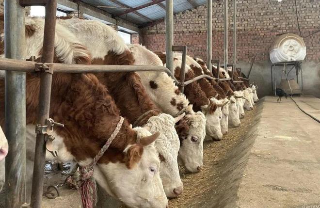 巩留特色养殖助力产业兴旺绘就增收美好图景(图4)