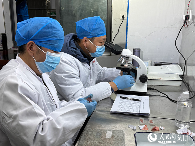 新春走基层｜守护年味放心肉严把生猪体检关(图3)