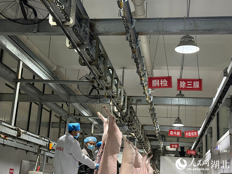 新春走基层｜守护年味放心肉严把生猪体检关(图2)