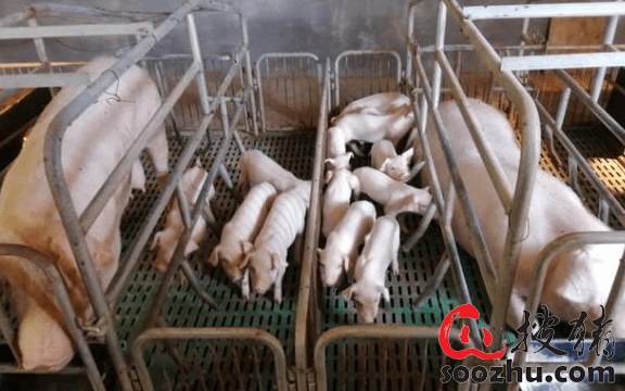 现代化养猪场的建设方案有哪些？从这7点出发