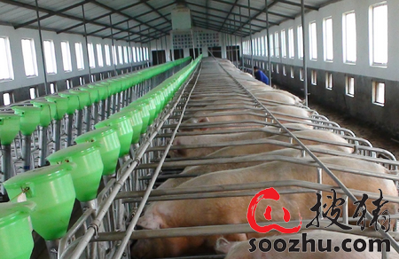 现代化养猪场的建设方案有哪些？从这7点出发(图2)