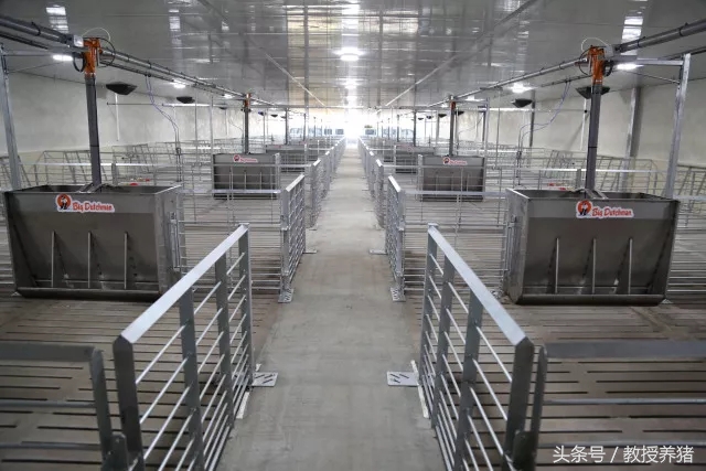 ag凯发德式现代化猪场什么样带你去看看！