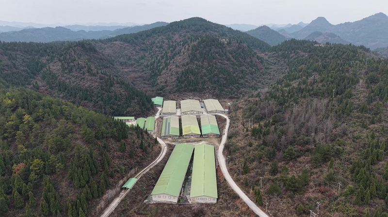 全国人大代表郑培坤：科技赋能“慧”养殖履职为民践初心