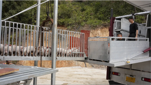 凯发旗舰厅筑牢产业振兴“猪”根基长洲区生猪养殖立体式标准化基地二期完工首批猪苗顺利入栏(图2)