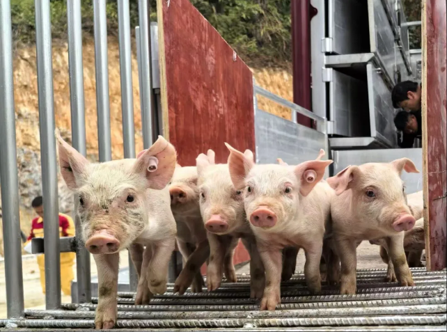 凯发旗舰厅筑牢产业振兴“猪”根基长洲区生猪养殖立体式标准化基地二期完工首批猪苗顺利入栏(图3)