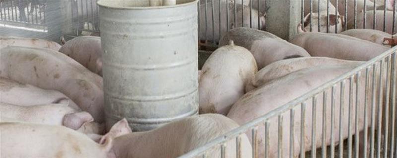 养猪场如何建设尽可能做到统一规划