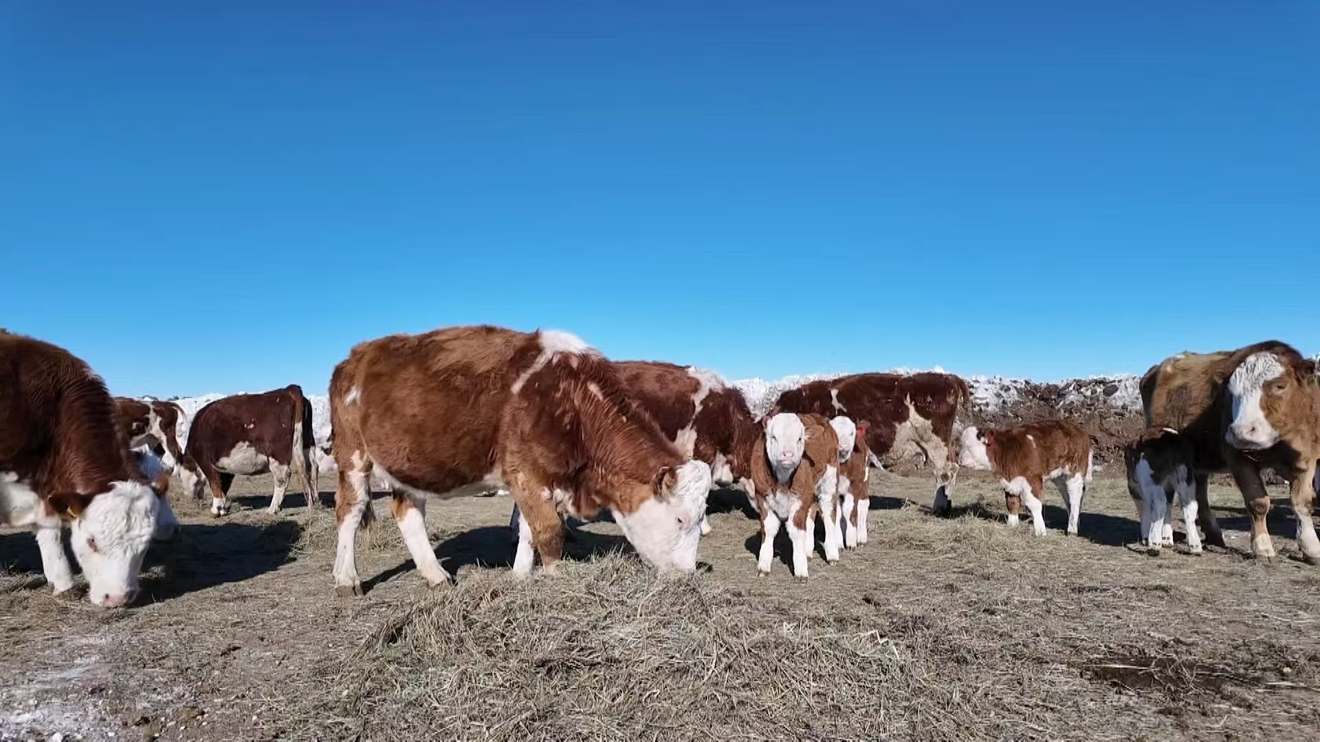 乌拉盖管理区：牧民的“牛”日子越过越红火(图2)