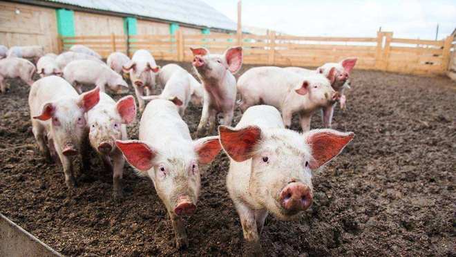 养猪技术与养殖方法全解析(图2)