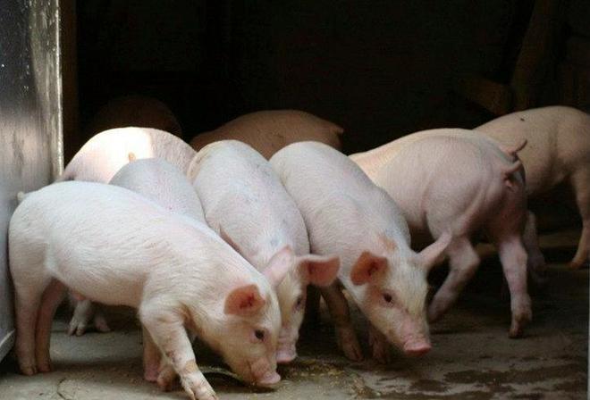 养猪技术与养殖方法全解析(图4)