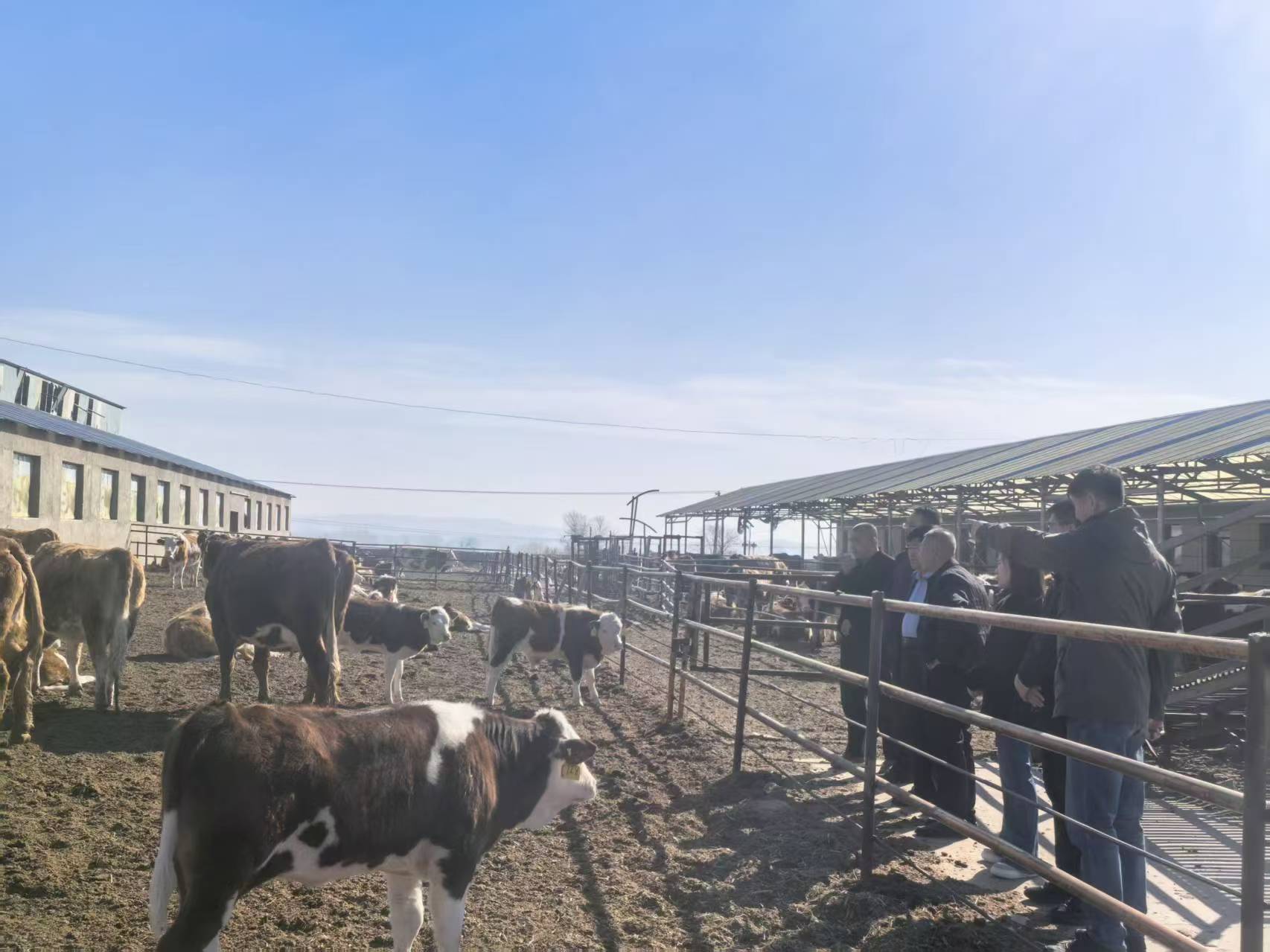 深耕养殖提质效赋能牧业主振兴——兴安盟农牧局赴科右前旗调研指导畜牧业发展及接羔保