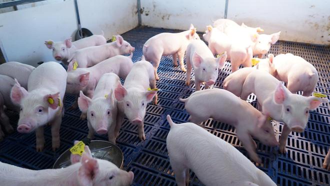 ag凯发在乡下养猪好还是打工好？养猪和打工哪个好？看完就明白了(图3)