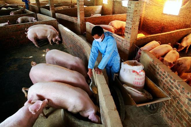 ag凯发在乡下养猪好还是打工好？养猪和打工哪个好？看完就明白了(图4)