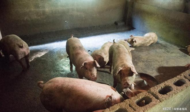 茅台跌破1499元猪价亏穿底同步降价暗藏经济密码(图7)