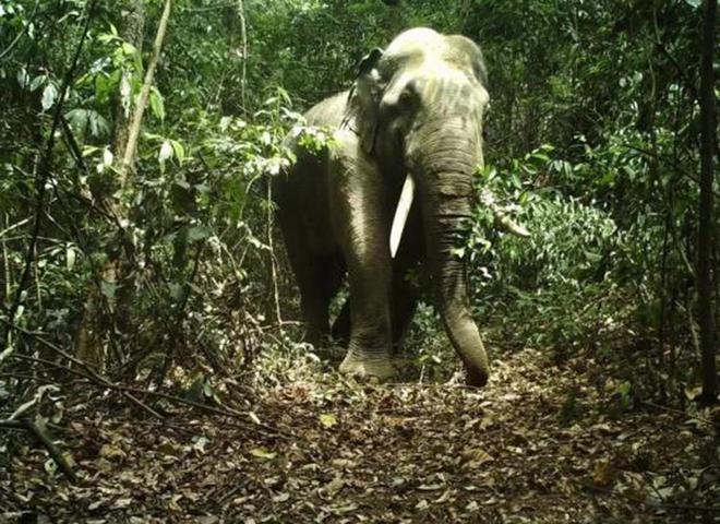 大象体重是猪的ag凯发50倍能2000公斤肉人类为啥不养来吃呢？