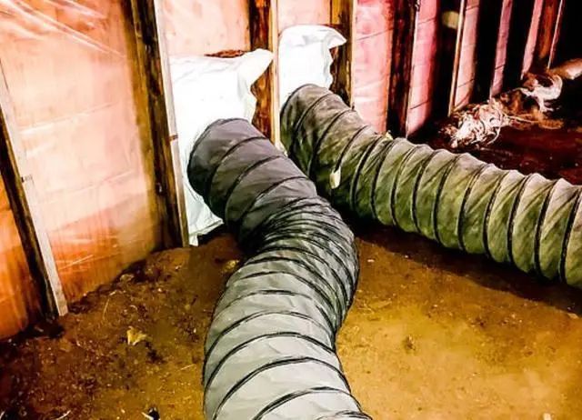 慎点！美国养猪场杀死数千头猪现场惨不忍睹(图1)