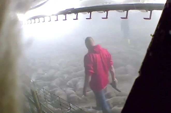 慎点！美国养猪场杀死数千头猪现场惨不忍睹(图3)