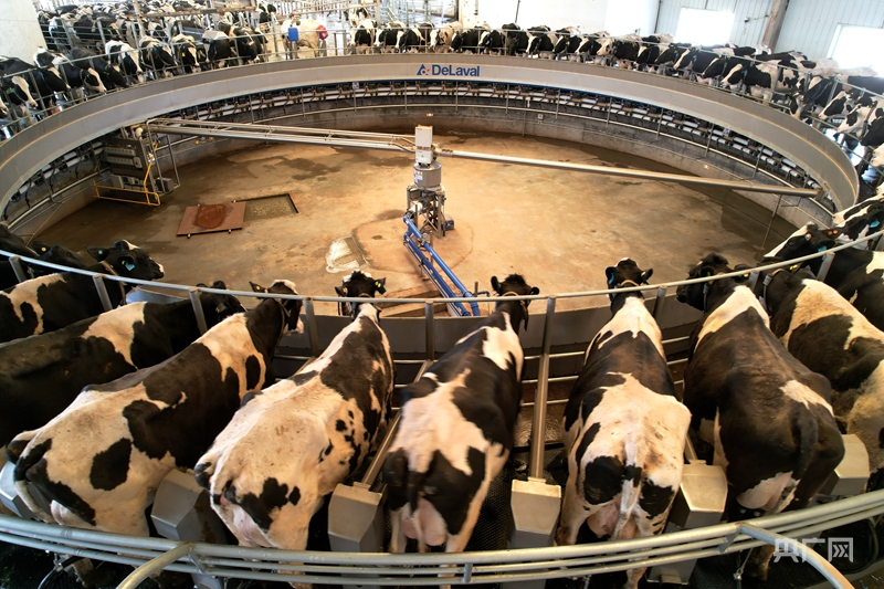 高质量发展“新”速度丨数字赋能牧业转型温宿智慧牧场“牛”势强劲(图2)