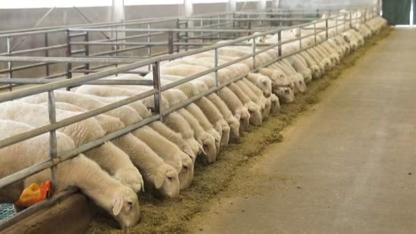 一季度墨玉县畜牧产业稳步发展羊牛鸡助农增收促振兴(图1)