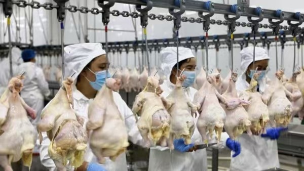 一季度墨玉县畜牧产业稳步发展羊牛鸡助农增收促振兴(图4)