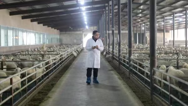 一季度墨玉县畜牧产业稳步发展羊牛鸡助农增收促振兴(图2)