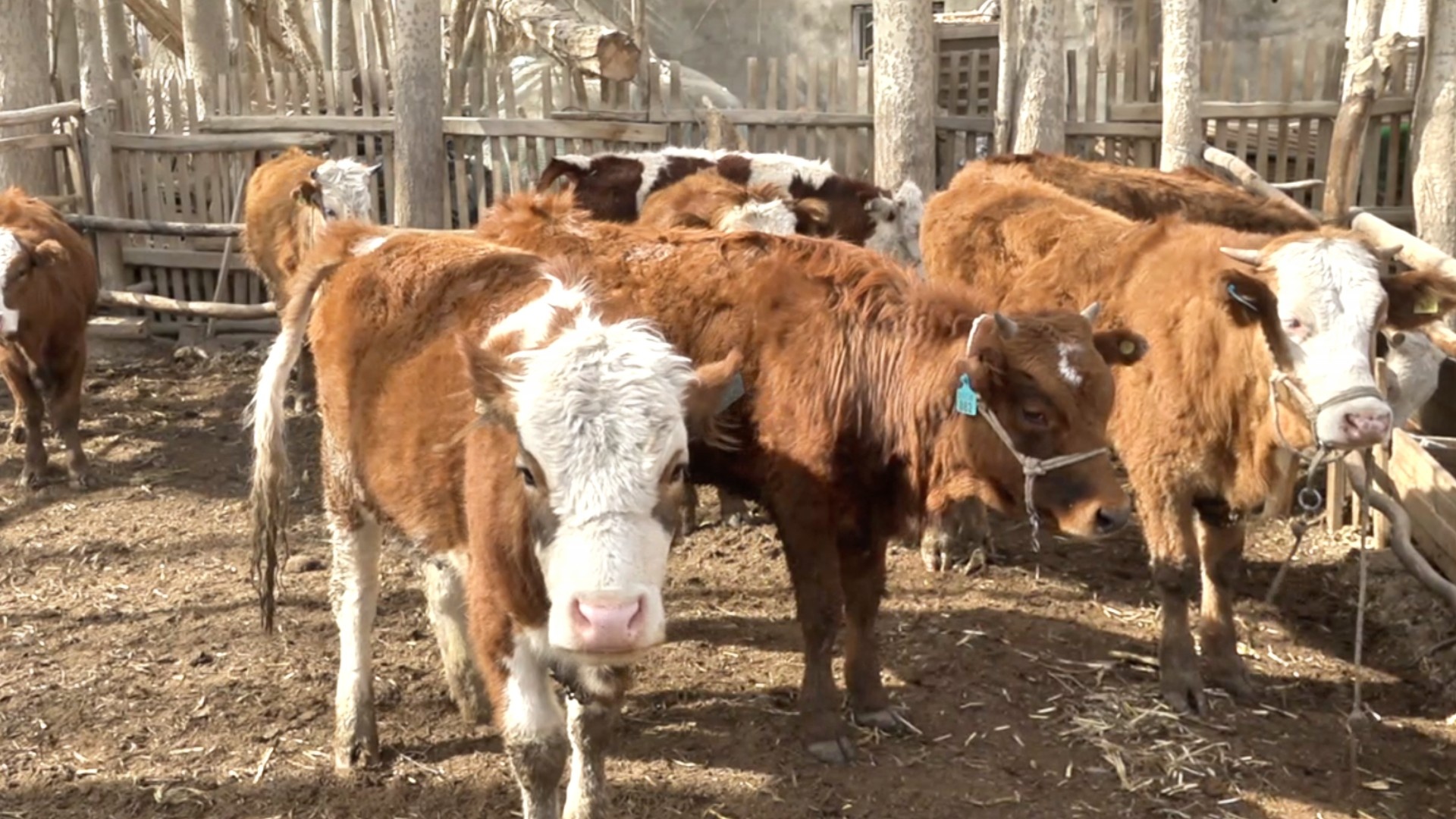 一季度墨玉县畜牧产业稳步发展羊牛鸡助农增收促振兴(图3)