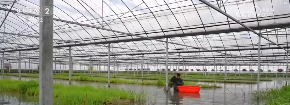 智慧养殖抢“鲜”机新农人的“科技养殖”大有门道(图1)